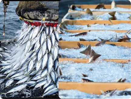 Seafood Trade